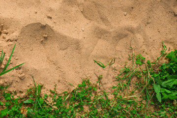 green grass on sand for background with copy space