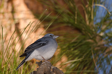 Tenerife blue chaffinch Fringilla teydea. Male. Las Lajas. Vilaflor. Corona Forestal Natural Park. Tenerife. Canary Islands. Spain.