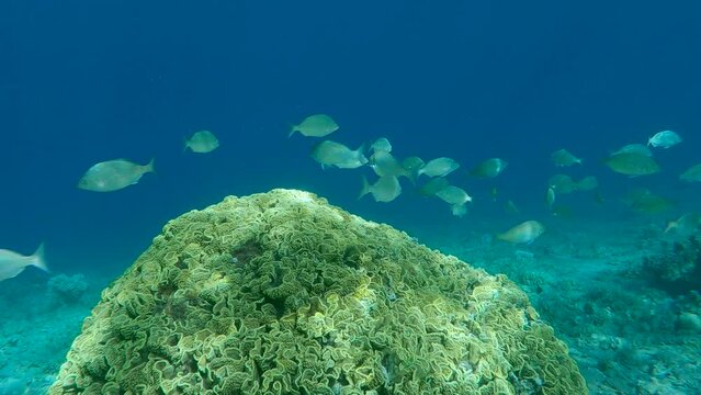 School of Rabbitfish swim near colorful tropical coral. Dusky Spinefoot or Rivulated Rabbitfish - Siganus luridus swim near Lettuce coral - Turbinaria reniformis. Slow motion. Red sea, Egypt