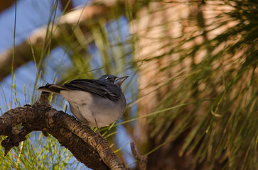 Tenerife blue chaffinch Fringilla teydea. Male. Las Lajas. Vilaflor. Corona Forestal Natural Park. Tenerife. Canary Islands. Spain.