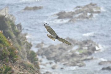 Schlangenadler vor der Straße von Gibraltar
