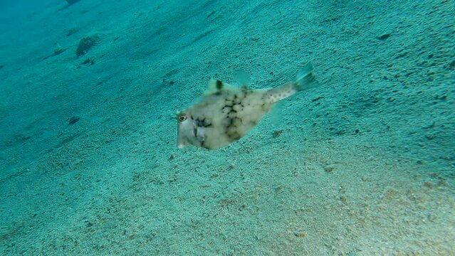 Boxfish swim over sandy bottom. Thornback Boxfish, Humpback Turretfish or Camel Cowfish - Tetrosomus gibbosus. Slow motion, Red sea, Egypt