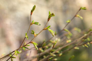 Natural twig with  Spring green leaves