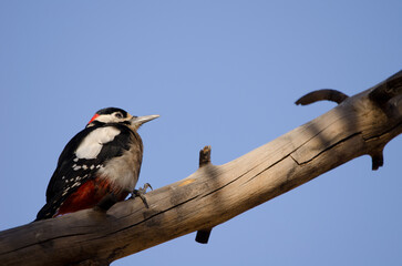 Great spotted woodpecker Dendrocopos major canariensis. Male. Las Lajas. Vilaflor. Corona Forestal Natural Park. Tenerife. Canary Islands. Spain.