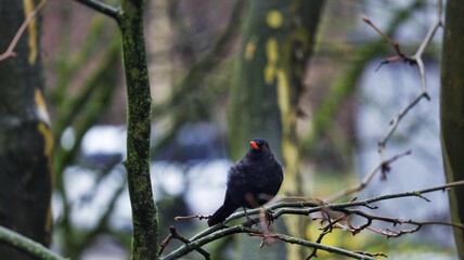 Amsel am morgen