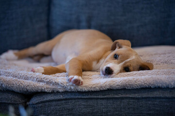 Obraz premium Lab mix puppies, cute puppies, puppies at play