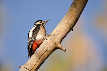 Great spotted woodpecker Dendrocopos major canariensis. Female resting. Las Lajas. Vilaflor. Tenerife. Canary Islands. Spain.