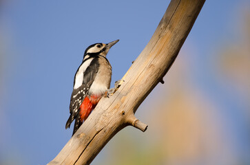 Great spotted woodpecker Dendrocopos major canariensis. Female. Las Lajas. Vilaflor. Corona Forestal Natural Park. Tenerife. Canary Islands. Spain.