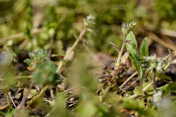 ant on a grass