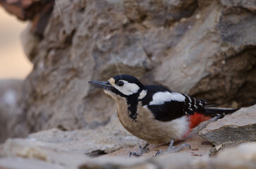 Great spotted woodpecker Dendrocopos major canariensis. Female drinking water. Las Lajas. Vilaflor. Tenerife. Canary Islands. Spain.