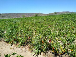 Sembradío de Chiles