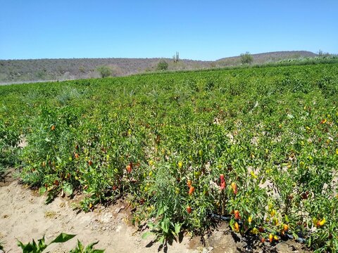 Sembrad&iacute;o de Chiles