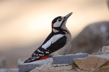 Great spotted woodpecker Dendrocopos major canariensis. Male drinking water. Las Lajas. Vilaflor. Tenerife. Canary Islands. Spain.