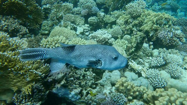 Close up of Puffer-fish swim near coral reeef. Blackspotted Puffer or Star Blaasop - Arothron stellatus. Slow motion. Red sea, Egypt