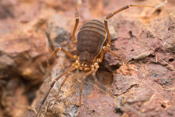 Harvestman spider, Hadrobunus grandis, Satara, Maharashtra,