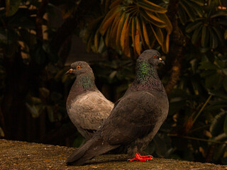 Palomas en el bordo de una estructura 