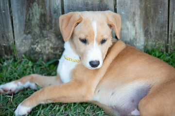 Lab mix puppies, cute puppies, puppies at play