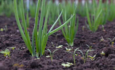 green onions in the beds in summer, green onions growing on the farm.Natural product.