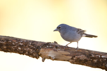 Tenerife blue chaffinch Fringilla teydea. Male. Las Lajas. Vilaflor. Corona Forestal Natural Park. Tenerife. Canary Islands. Spain.
