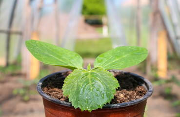 Seedlings of small cucumbers, marrows in a greenhouse. Photo of the first three leaves of cucumber seedlings in a greenhouse. Vegetable cucumber natural environmentally friendly, a lot of vitamins