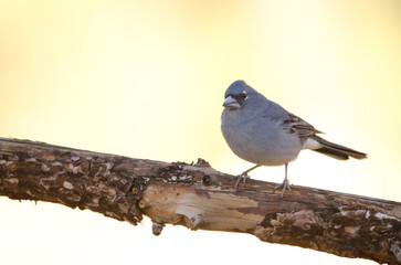 Tenerife blue chaffinch Fringilla teydea. Male. Las Lajas. Vilaflor. Corona Forestal Natural Park. Tenerife. Canary Islands. Spain.