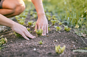 The weather conditions are perfect for these plants. Shot of a man touching the soil as he plants crops in his garden.