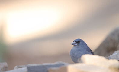 Tenerife blue chaffinch Fringilla teydea. Male drinking water. Las Lajas. Vilaflor. Corona Forestal Natural Park. Tenerife. Canary Islands. Spain.