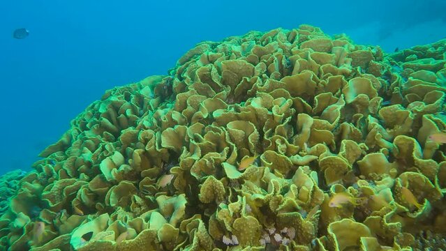 School of orange Anthias swim nearby colorful tropical reef. Sea Goldie or Lyretail Anthias, Orange Basslet - Pseudanthias squamipinnis on Lettuce coral or Yellow Scroll Coral - Turbinaria reniformis