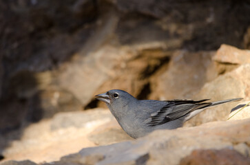 Tenerife blue chaffinch Fringilla teydea. Male drinking water. Las Lajas. Vilaflor. Corona Forestal Natural Park. Tenerife. Canary Islands. Spain.