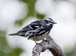 Black-and-white Warbler perching.