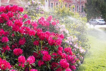 Large bush blooming rhododendron in the botanical garden. Many purple pink flowers under the drops of watering, rain. Rhododendron, beautiful background. Watering the bush