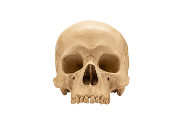 human skull isolated on white background - 496939273