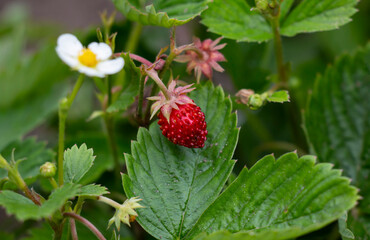 Fresh strawberries in the garden. Strawberry juice. Strawberry blooming