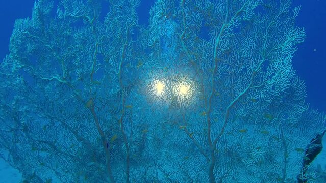 Scuba diver cameraman shots behind the soft coral Gorgonia. View through the coral soft coral. Giant Gorgonian or Sea fan - Subergorgia mollis. Red sea, Egypt