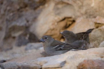 Tenerife blue chaffinches Fringilla teydea. Females drinking water. Las Lajas. Vilaflor. Tenerife. Canary Islands. Spain.