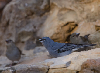 Tenerife blue chaffinches Fringilla teydea. Male drinking water and females in the background. Las Lajas. Vilaflor. Tenerife. Canary Islands. Spain.