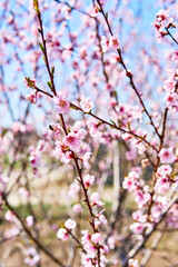 A spring day with pink peach flower