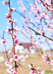 A spring day with pink peach flower