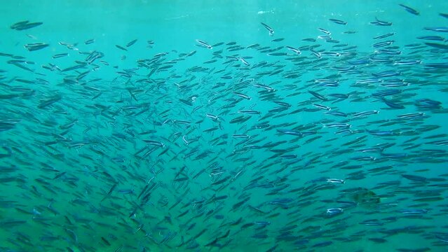 Massive shoal of small brightly fishes swim in te blue water - Red sea, Egypt