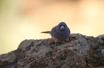 Tenerife blue chaffinch Fringilla teydea. Male. Las Lajas. Vilaflor. Corona Forestal Natural Park. Tenerife. Canary Islands. Spain.