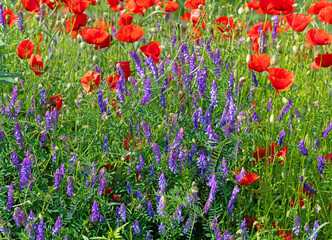 Fototapeta premium Blühende Vogelwicken, Vicia cracca, und Klatschmohn