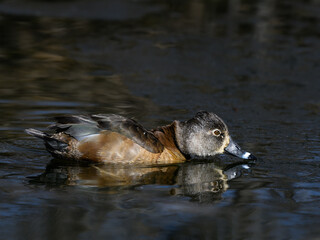 Female Ring-necked Duck with Reflection Swimming in Early Spring