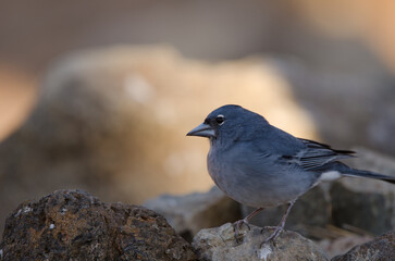 Tenerife blue chaffinch Fringilla teydea. Male. Las Lajas. Vilaflor. Corona Forestal Natural Park. Tenerife. Canary Islands. Spain.