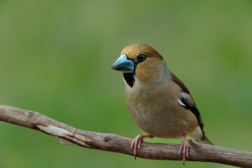 Obraz premium Kernbeisser sitzt auf einem dürren Baumast