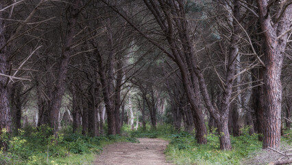 Hiking in the Spring Coastal Forest Hills of Sicily in Italy, Europe
