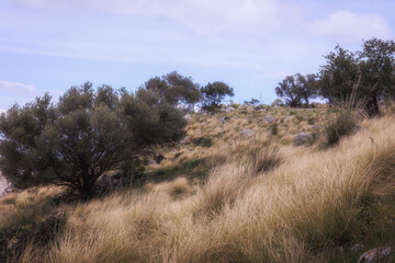 Hiking in the Spring Coastal Forest Hills of Sicily in Italy, Europe