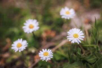 Obraz premium Sicilian Flower Plant Macro in spring Italy in Europe on a lovely day