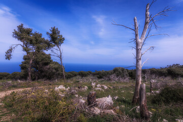 Fototapeta na wymiar Hiking in the Spring Coastal Forest Hills of Sicily in Italy, Europe