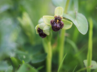 Obraz premium Sicilian Flower Plant Macro in spring Italy in Europe on a lovely day