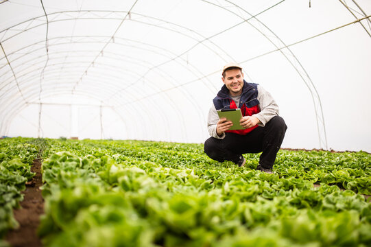 Modern technology in agriculture, lettuce greenhouse, young farmer